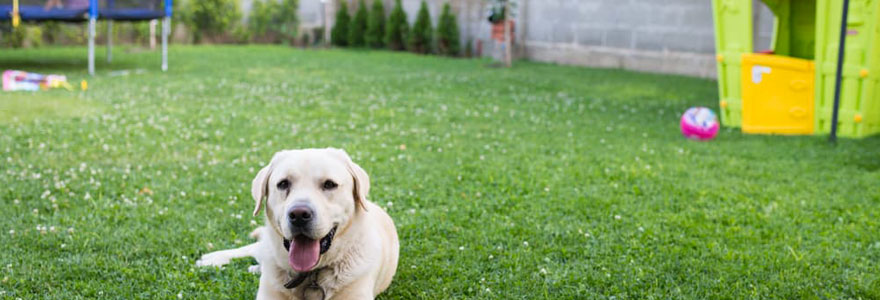 dangers du jardin pour votre chien